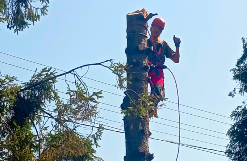 Rovný kmeň pri elektrickom vedení počas postupného výrubu