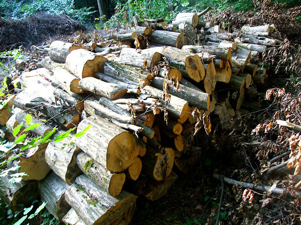 Vyčistený priestor po výrube a úhľadne naukladané drevo pripravené na ďalšie použitie
