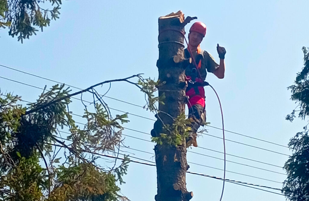 Safe tree removal using rope access techniques near overhead power lines