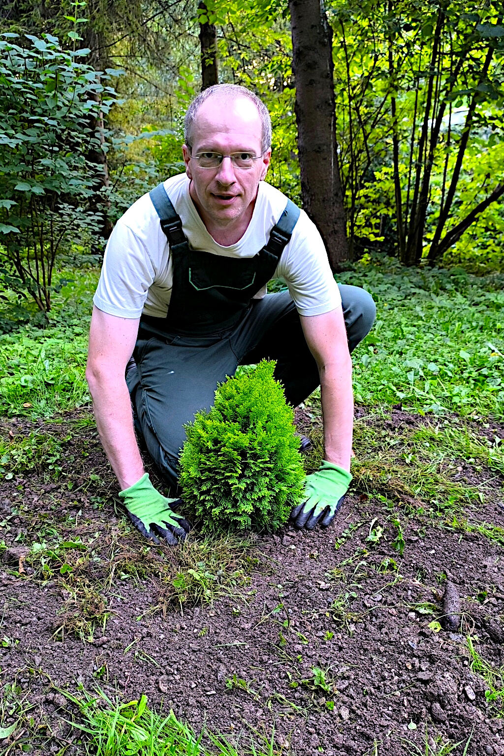 Tree planting using nutrient-rich soil substrate and mulch to support healthy growth