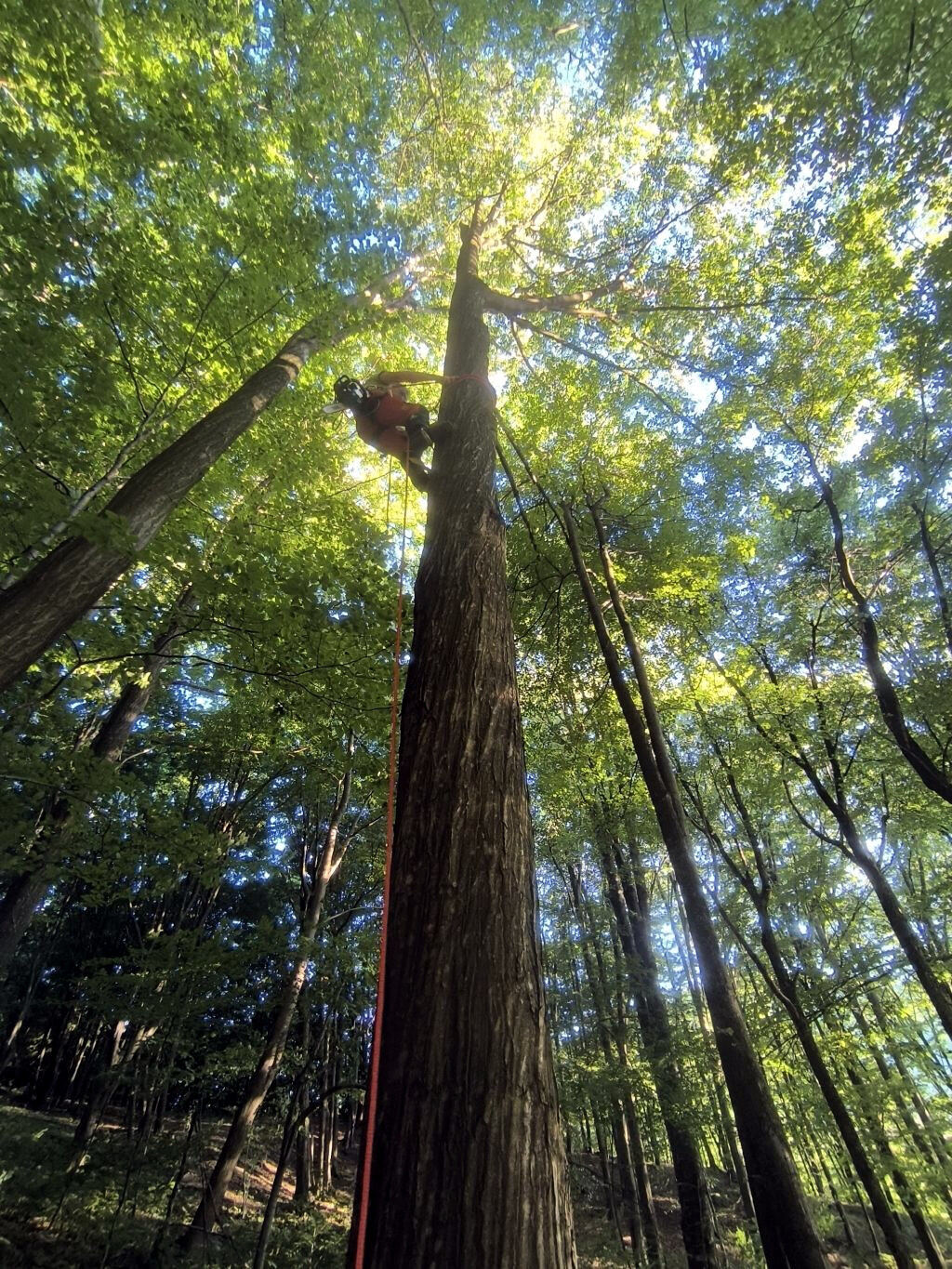 Arborist climbing a tree using rope access techniques while preparing for pruning or removal