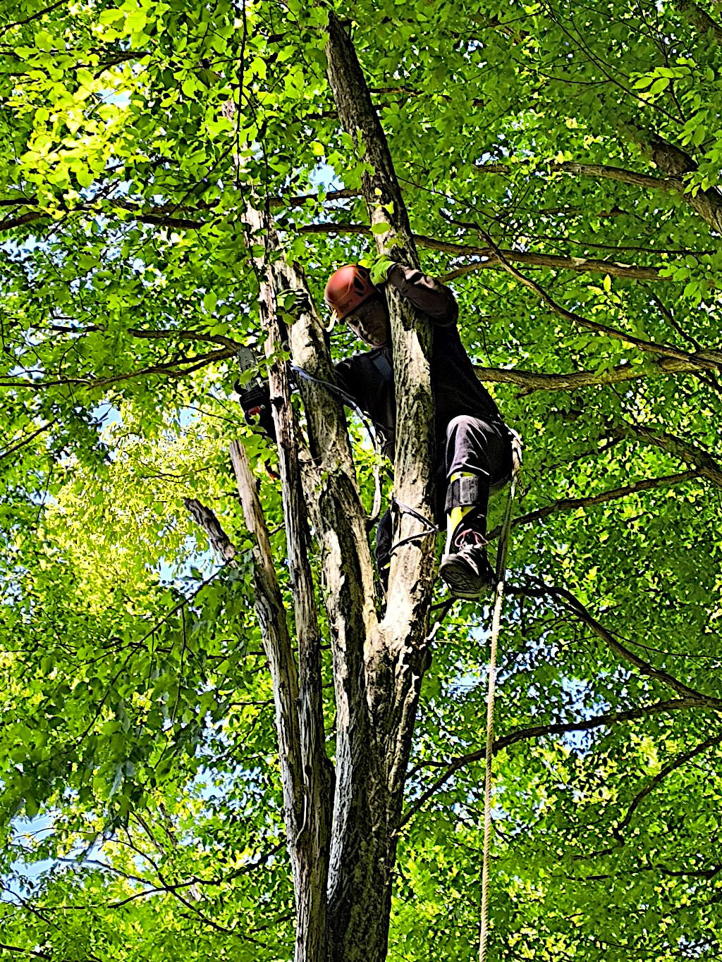 Arborist performing rope access tree removal at height using professional climbing safety equipment