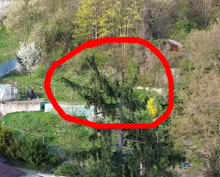 Ko-dominantné terminály na ihličnane po zrezaní špičky