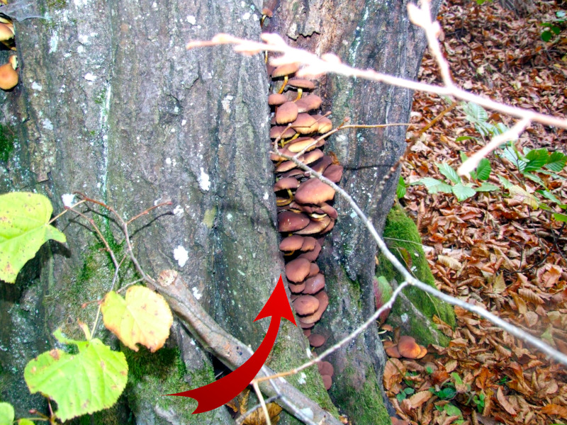 Fungi on a tree stump indicating a weakened base