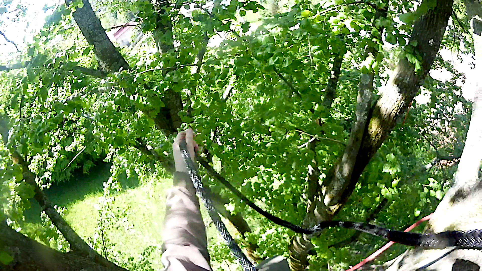 Detail of a Cobra dynamic bracing system installed in a tree crown