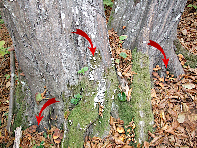 Wood-decay fungi growing from inside a tree