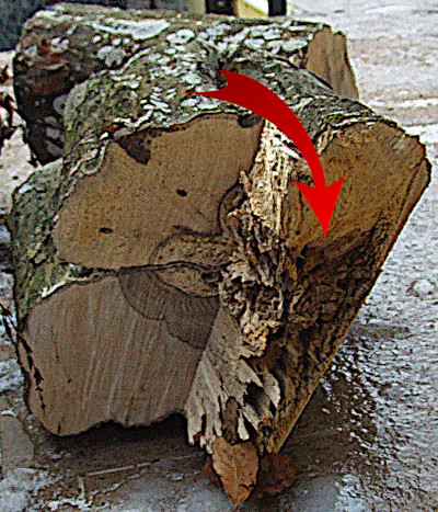 Decay at the base of a tree trunk