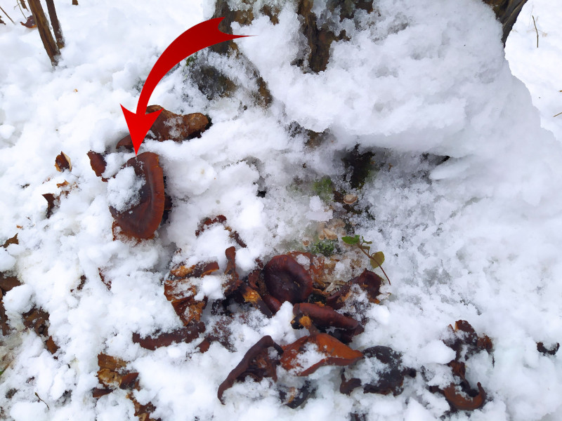 Wood-decay fungi growing from a crack in a stump