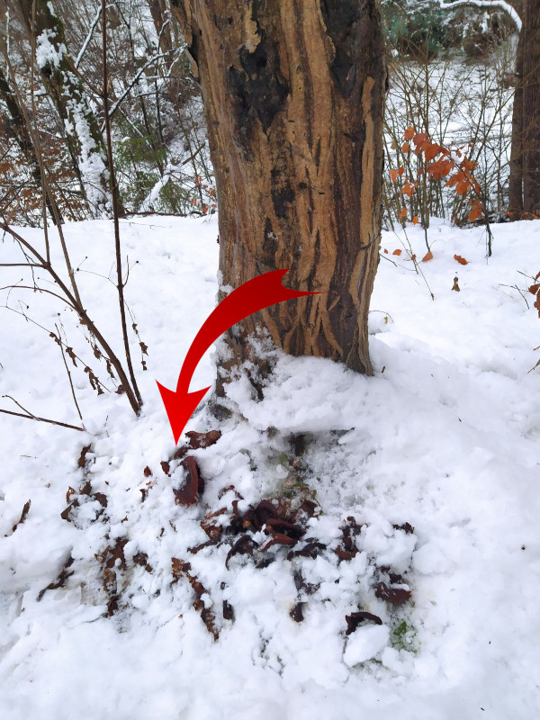Extensive fungal growth on a stump beneath a tree, possible sign of internal decay