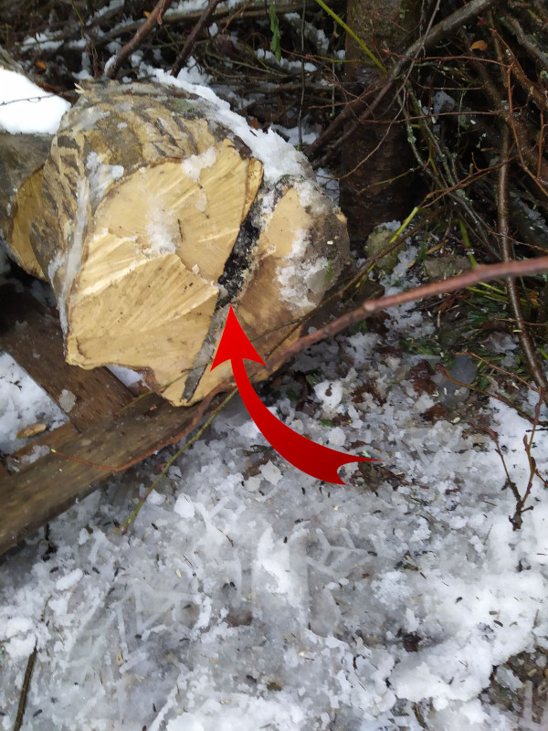 Crack in a trunk where wood-decay fungi were present