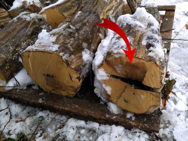 Large cavity in a stump of a tree that appeared healthy from the outside