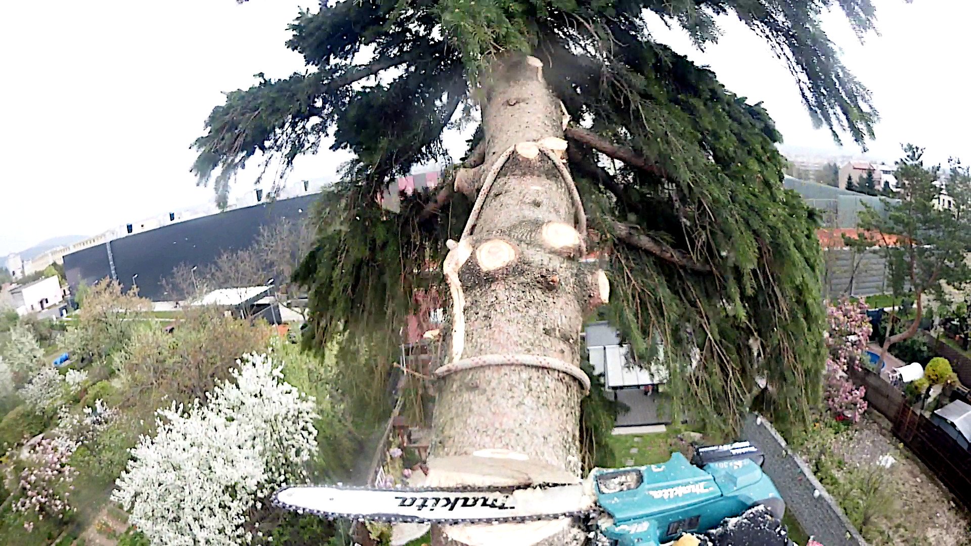 Akčný záber z postupného výrubu stromu vo výške