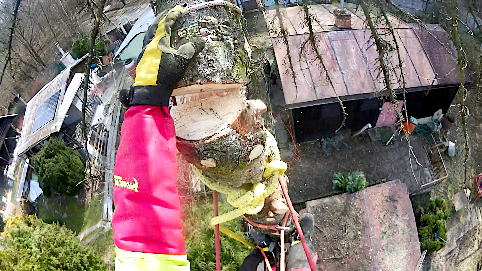 Kontrolované spúšťanie veľkého kusa stromu pri rizikovom výrube