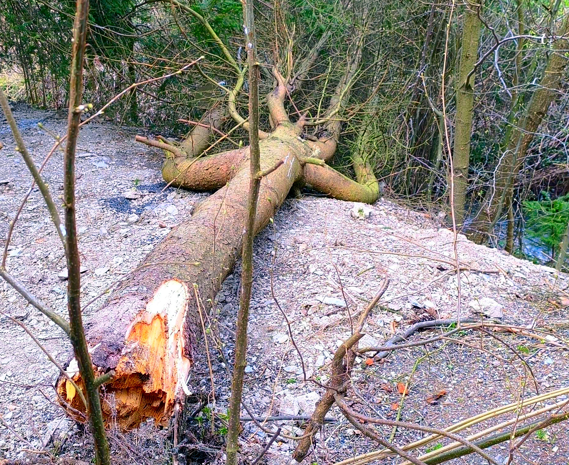 Broken spruce: yellow, crumbly wood and decay at the stump