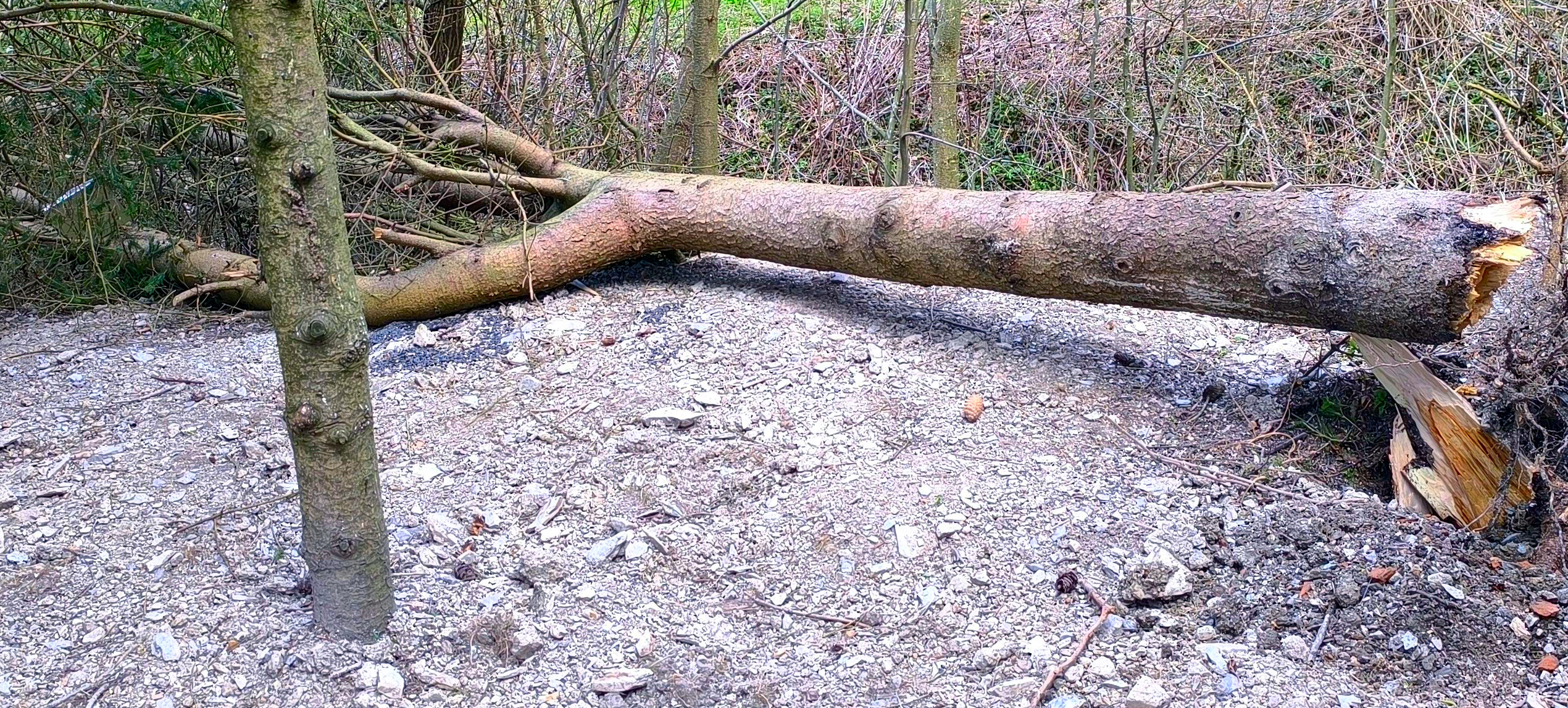 Spruce fallen after a strong gust of wind, healthy-looking outside but rotten at the base